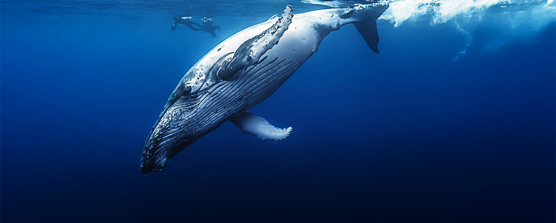Velryba Keporkak ve vodě s potápěčem