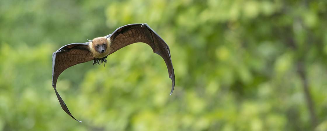 Letící netopýr