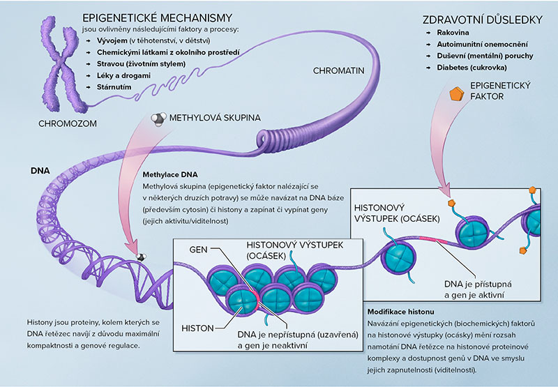 Epigenetické mechanismy
