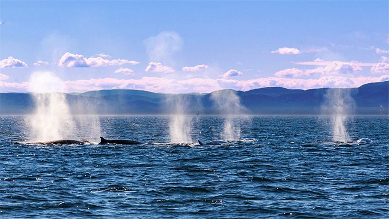 fontána velryby