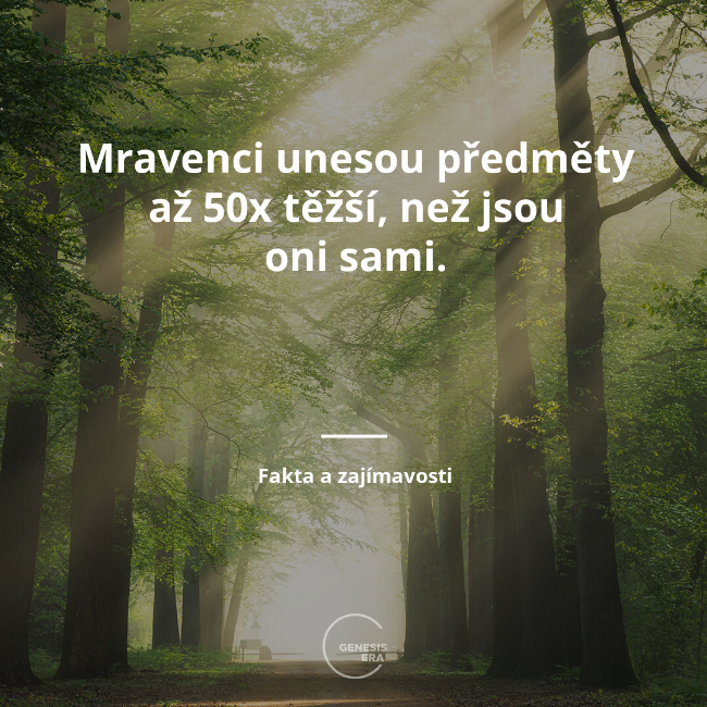 Mravenci unesou předměty až 50x těžší než jsou oni sami. | Fakta a zajímavosti