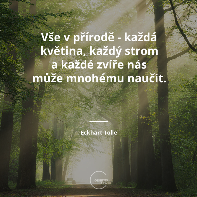 Vše v přírodě - každá květina, každý strom a každé zvíře nás může mnohému naučit. | Eckhart Tolle